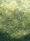 Owens pupfish